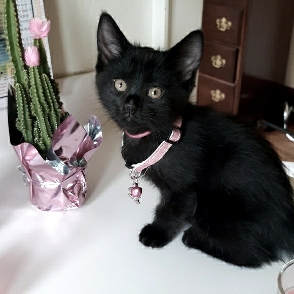 Coco Chanel Love - Picture 4 of 5